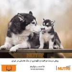 لوگوی شرکت بهین تاش